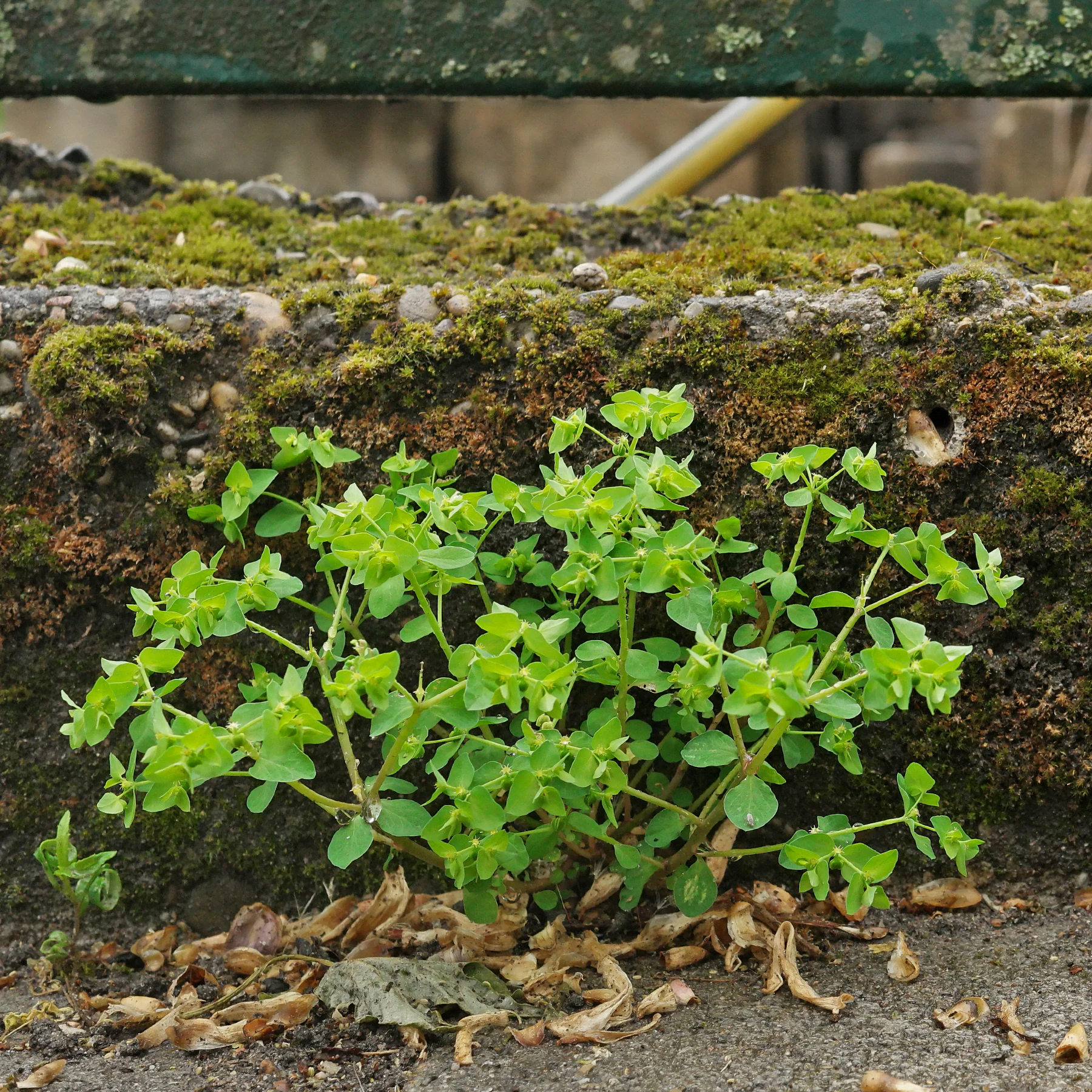 Euphorbia peplus au bord du chemin