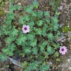 Geranium cinereum