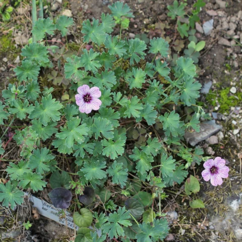 Geranium cinereum