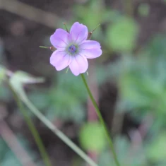 Geranium columbinum