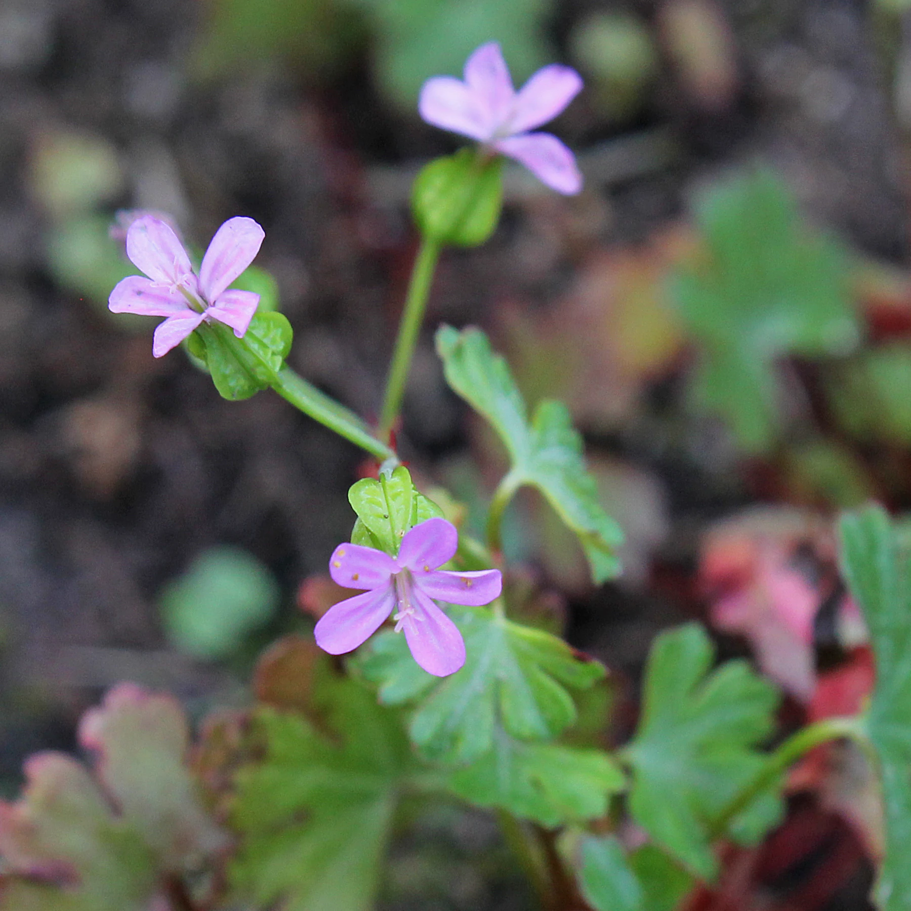 Geranium lucidum