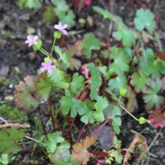 Geranium lucidum
