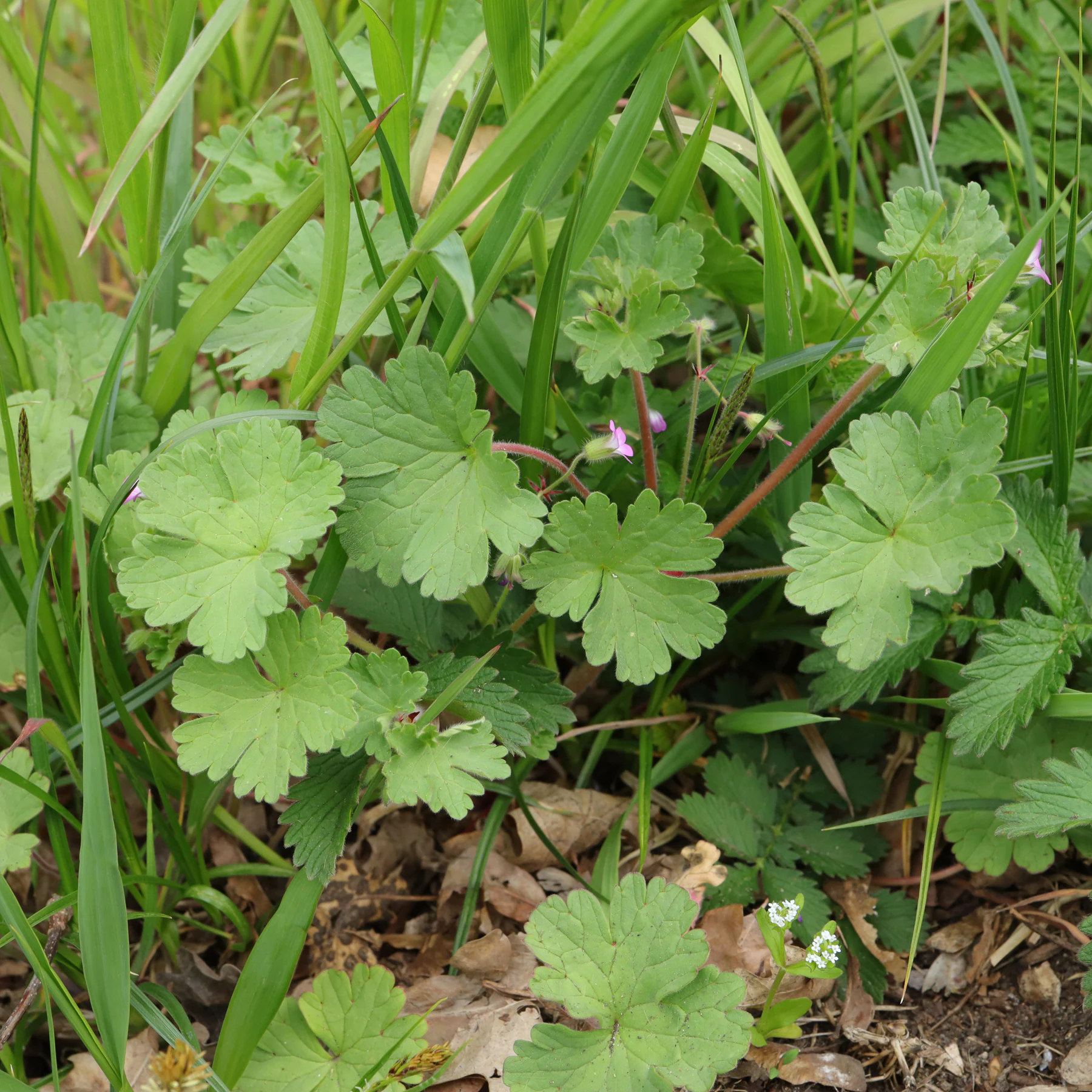 Geranium rotundifolium dans le gazon