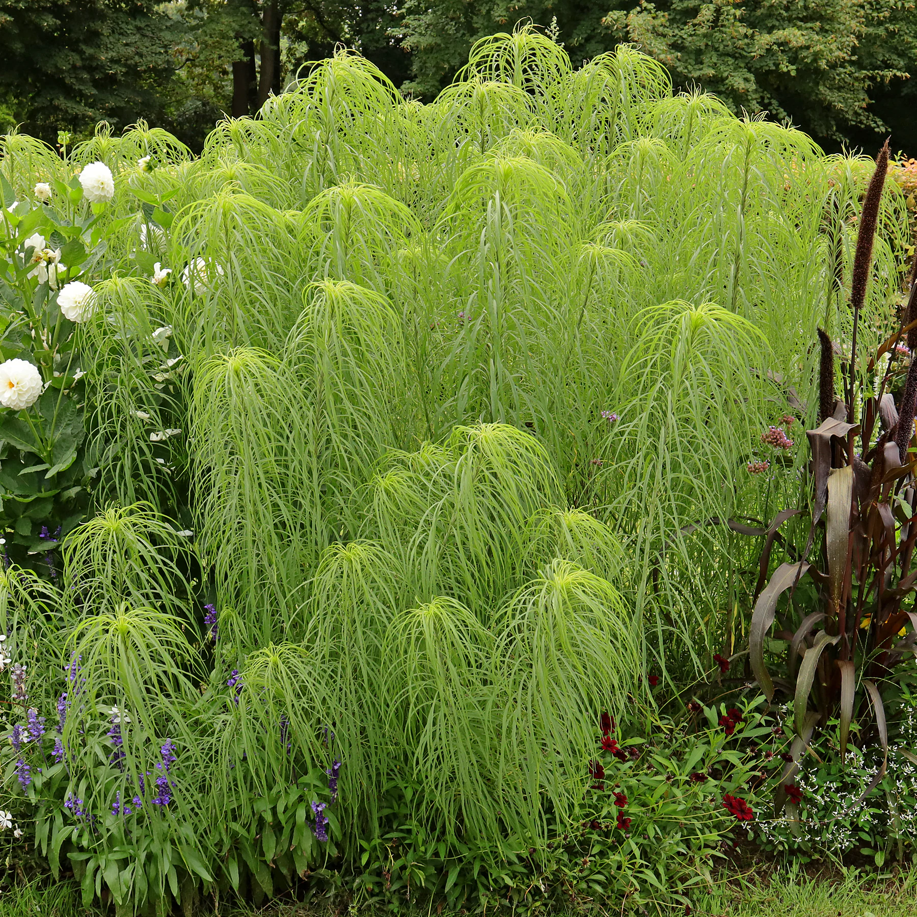 Helianthus salicifolius