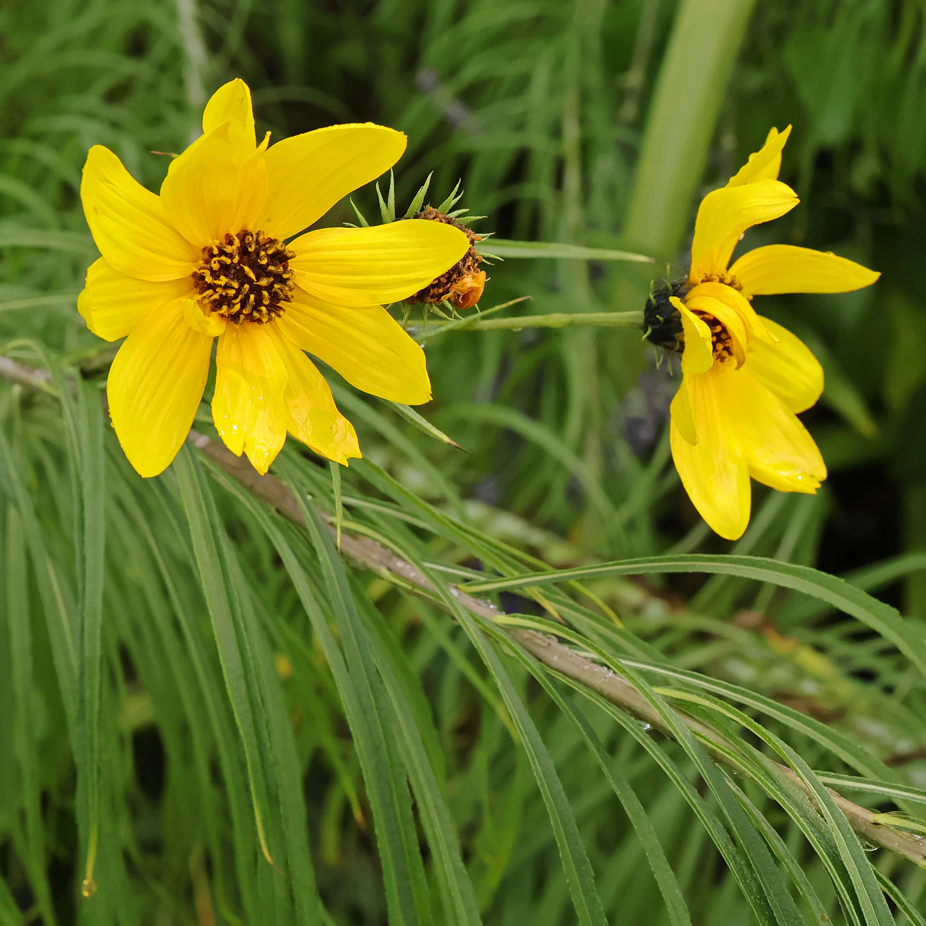 Helianthus salicifolius