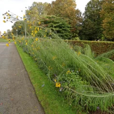 Helianthus salicifolius