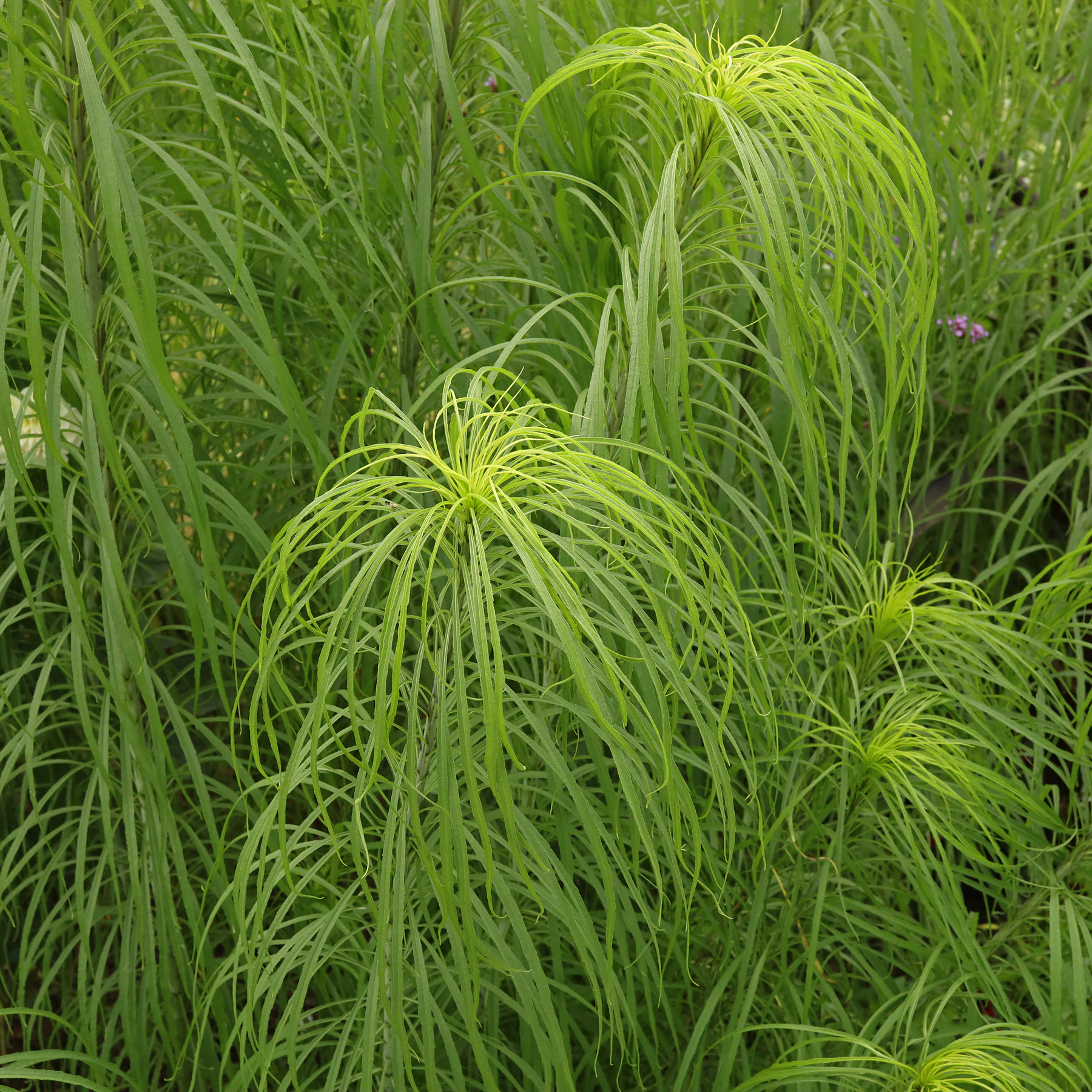 Helianthus salicifolius