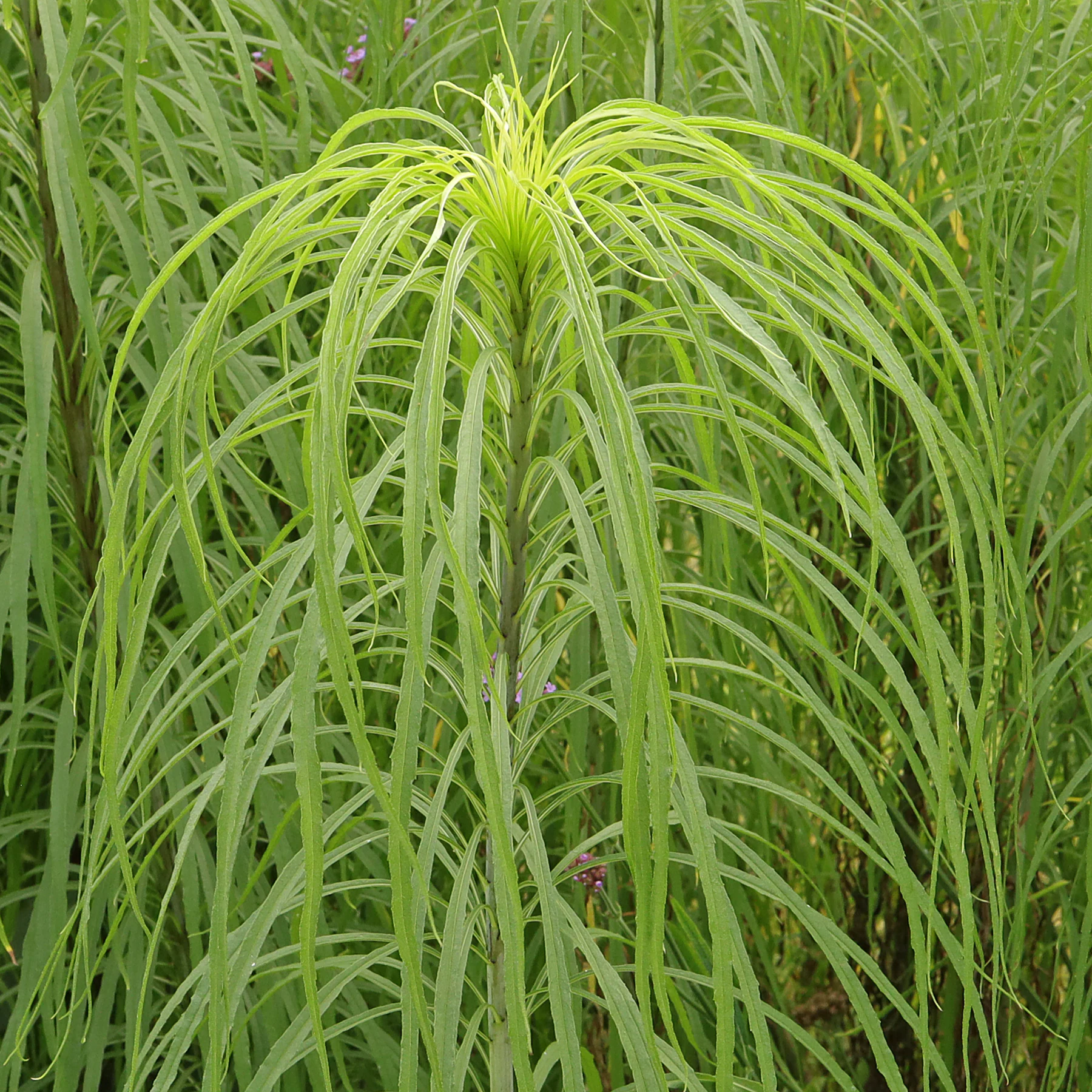 Helianthus salicifolius