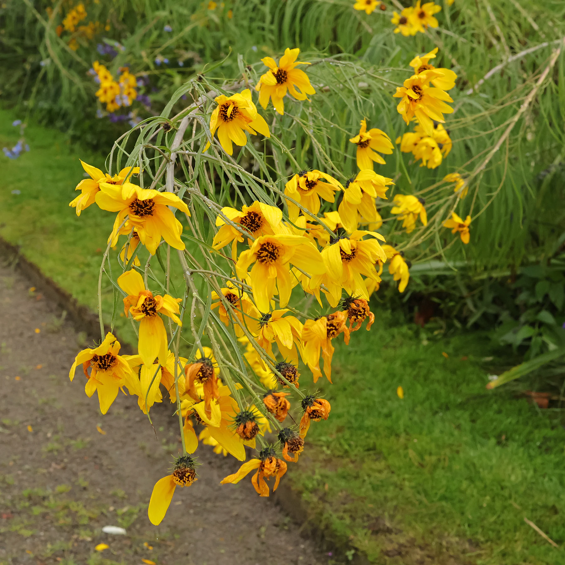Helianthus salicifolius