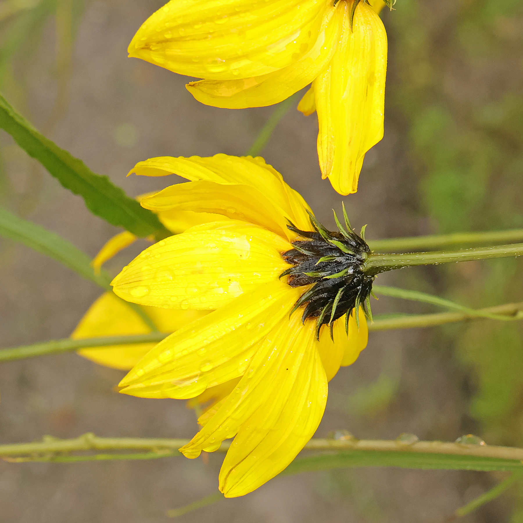 Helianthus salicifolius