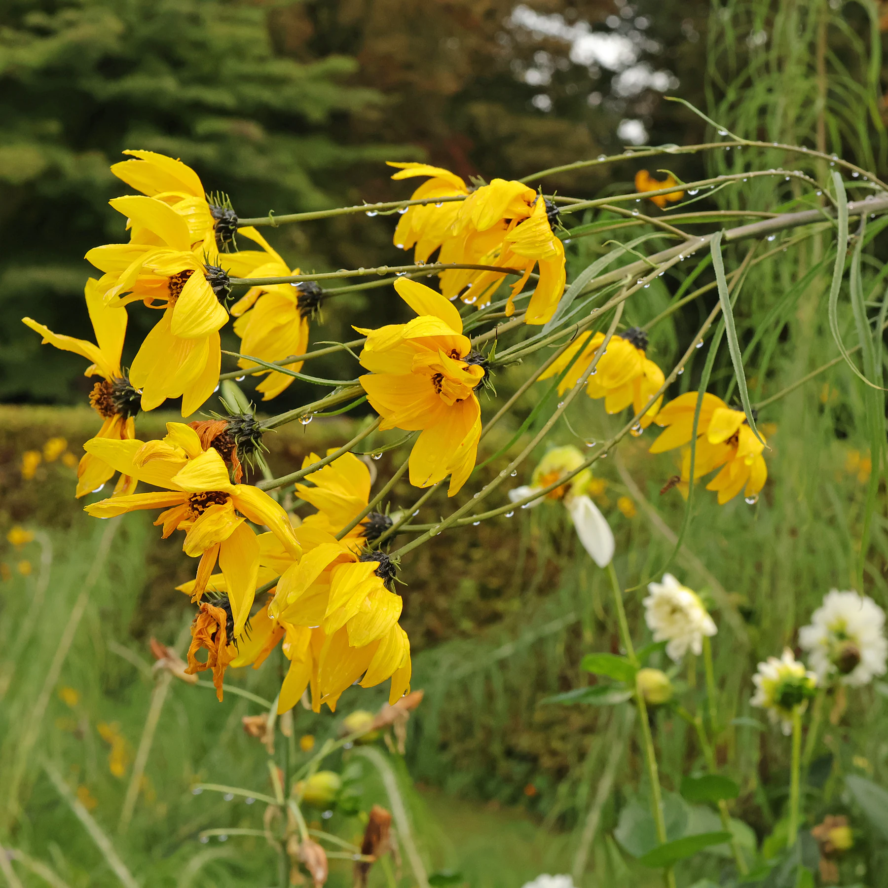 Helianthus salicifolius