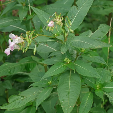 Impatiens glandulifera