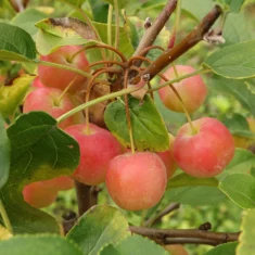 Pommier d'ornement Malus Red Sentinel