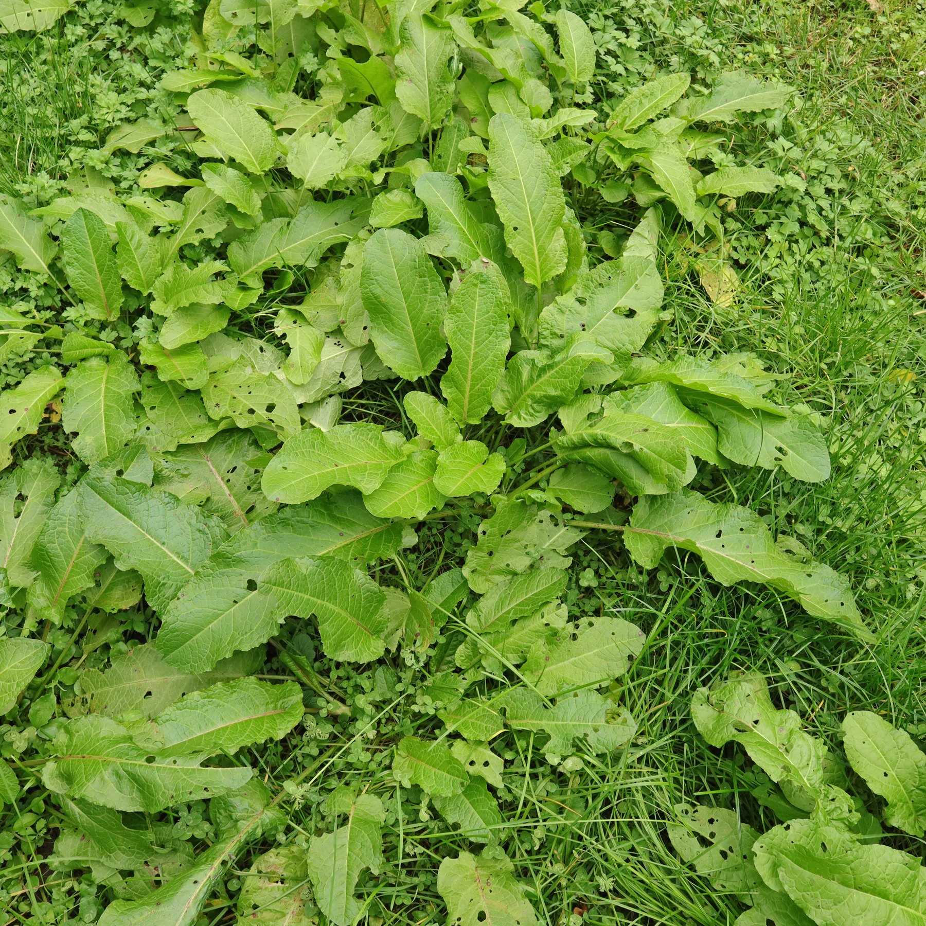 Rumex obtusifolius dans le gazon