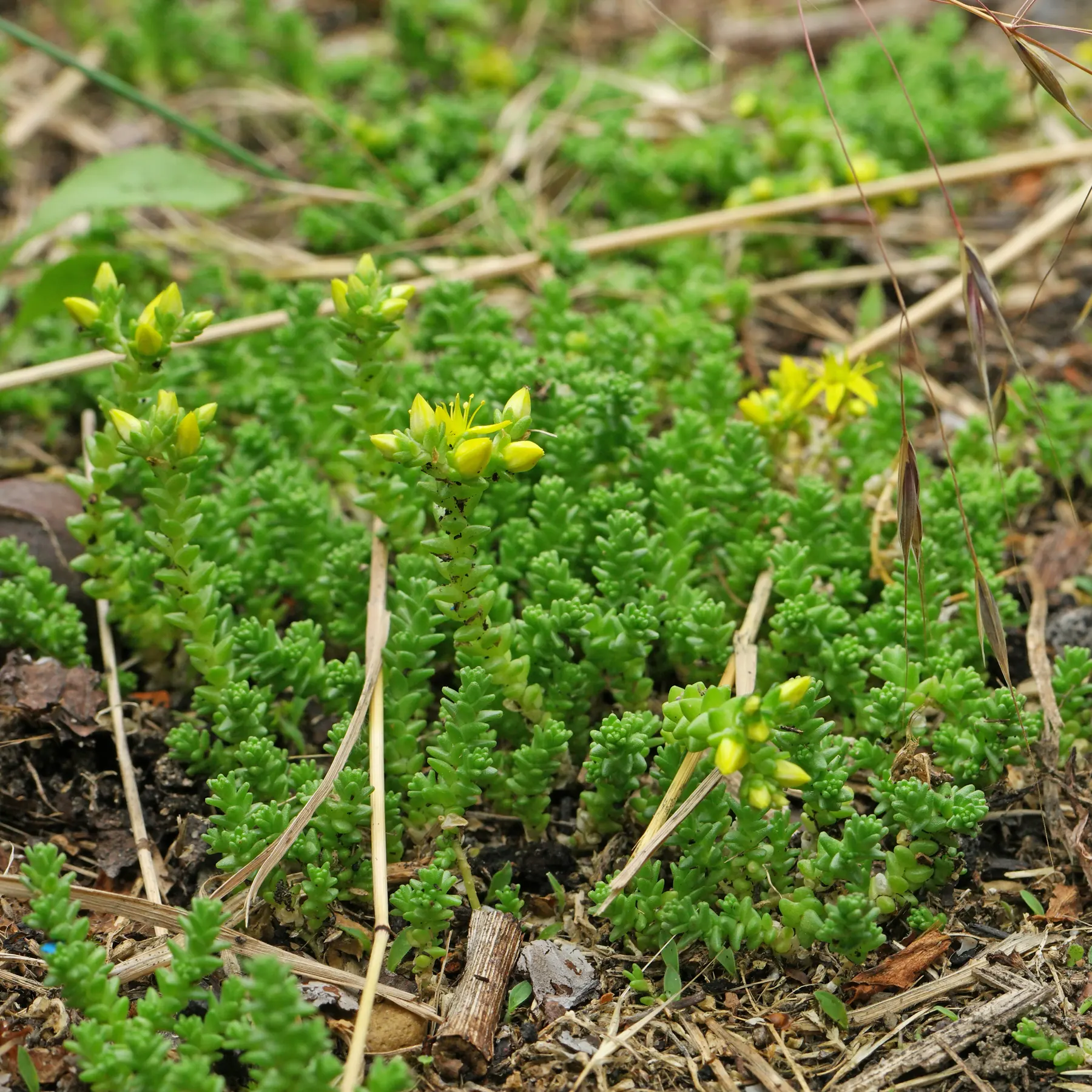 Sedum acre dans le gazon