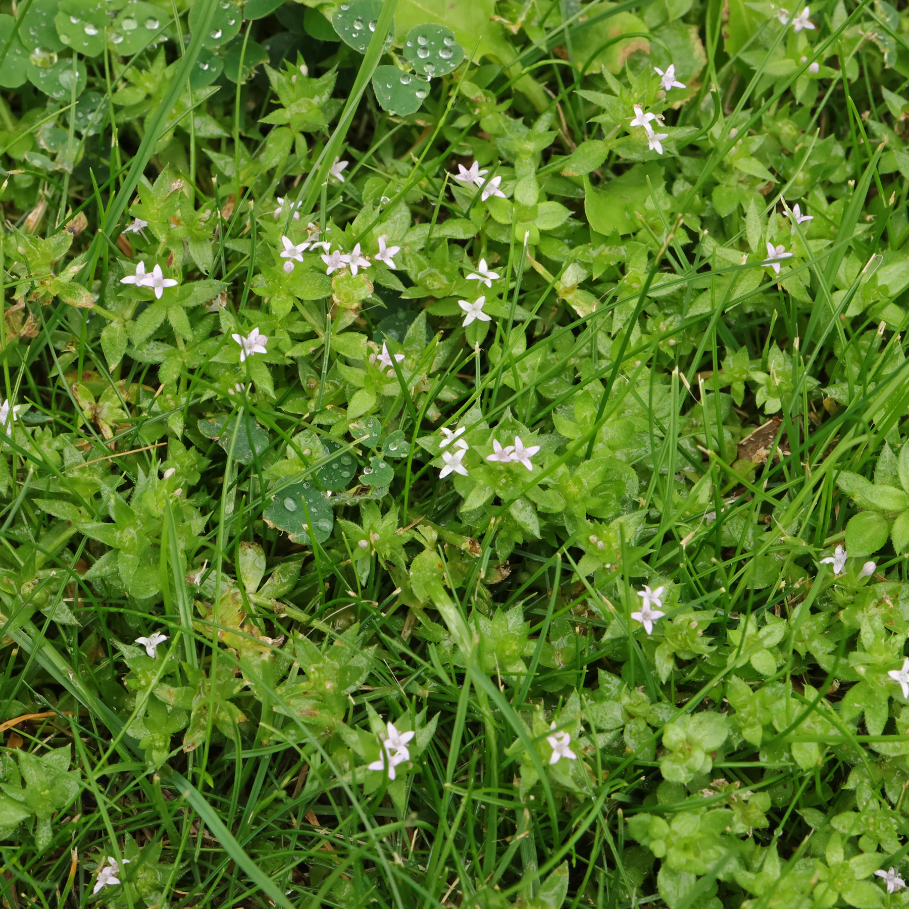Sherardia arvensis dans le gazon