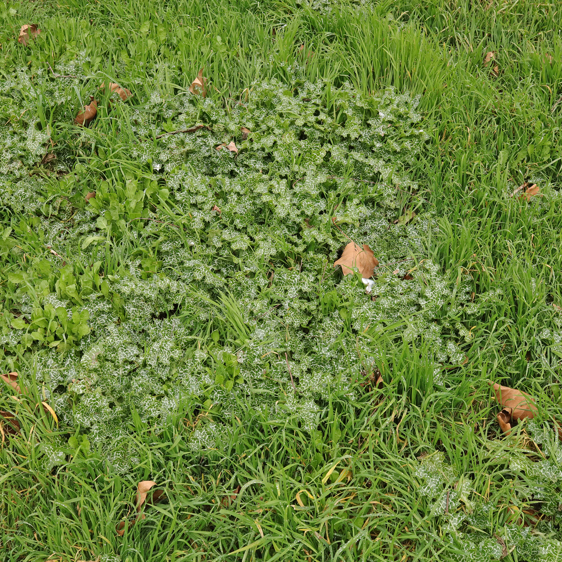 Silybum marianum dans le gazon