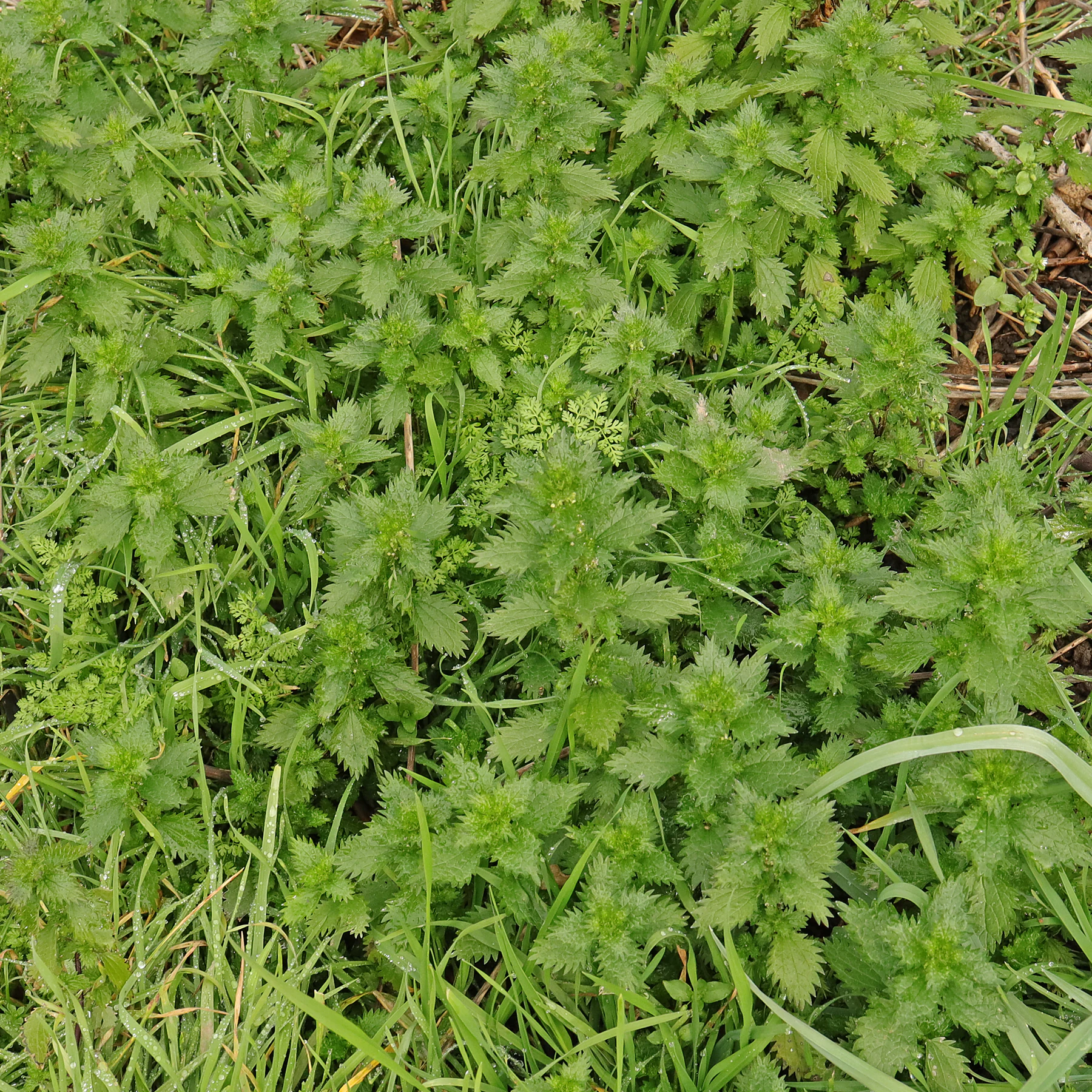 Urtica urens dans le gazon