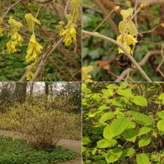 Corylopsis spicata