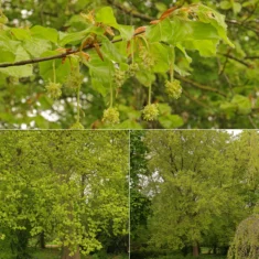 Fagus sylvatica