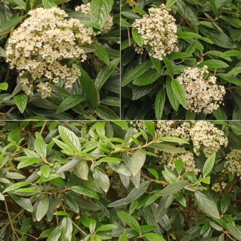 Viburnum × pragense