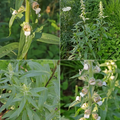 Digitalis lanata